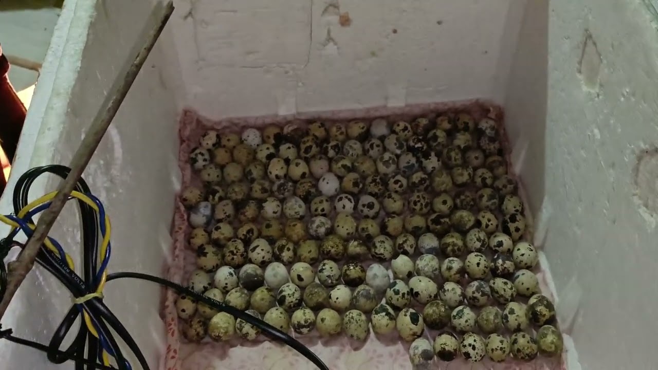 Hlw guy's please Subscribe to my channel 