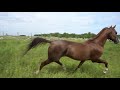 Продажа ахалтекинских лошадей.Sales of Akhal-Teke horses http://akhaltekellc.com