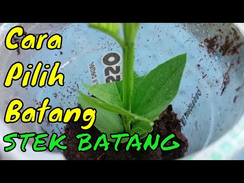 Video: Bagaimana Memilih Batang?