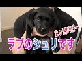 ラブラドールレトリバー (黒)子犬のシュリ リビングで大騒ぎ