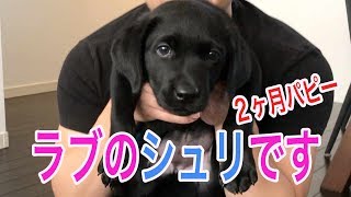 ラブラドールレトリバー （黒）子犬のシュリ　リビングで大騒ぎ