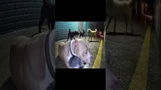 pitbull swag #pitbull #dogsavescat #dogsavelife #cctv