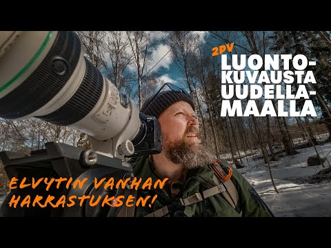 Video: Peregrine lintu: kuvaus ja valokuva