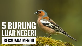 5 Burung luar negeri bersuara merdu