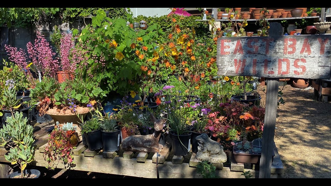 California native plants at East Bay Wilds Nursery in