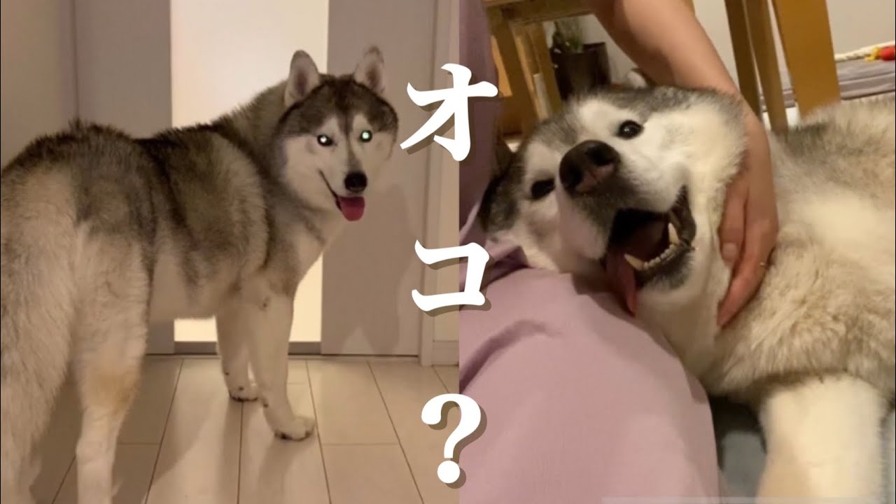 突然の毛刈りに怒ったと思いきや怒ってないシベリアンハスキー Youtube