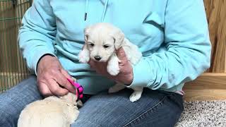 Peaches Schnoodle Puppies April 4, 2024 by WindyHillKennelcg 358 views 12 days ago 10 minutes, 41 seconds