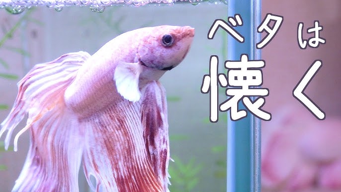 あなたのベタが動画になる お気に入りのベタの写真を大募集 詳細は動画概要欄をチェック アクアリウム Youtube あなたのベタが動画になる お気に入りのベタの写真を大募集 詳細は動画概要欄をチェック アクアリウム Youtube