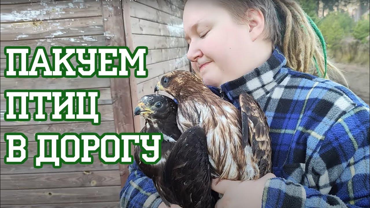Если птицы не летят на юг, их везут туда принудительно - YouTube