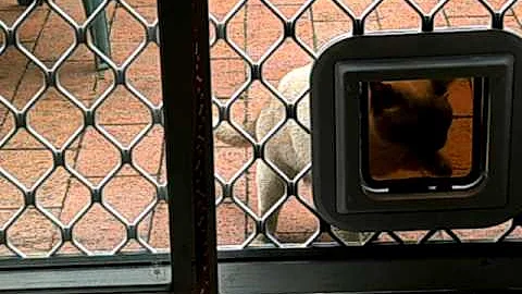 Video 6512651: burmese cat, chocolate burmese, burmese girl, chocolate point cats, cat first