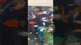 amazing colours fishes viral fish aquarium shorts subscribe @fish_aquarium_home