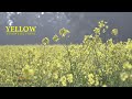 Yellow mastard land cinematic film by drshishirsony a6400