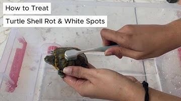 Turtle Shell Rot: The Treatment & Recovery Process