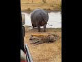 Dad &amp; me ~Hyena Gets a Disgusting Surprise from a Hippo! 🦛💩 #ai #animals #wildlife #animalkingdom