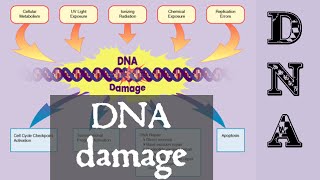 DNA damage and repair | DNA damage response