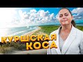 Куршская коса Калининград | Дюны, Высота Эфа, Танцующий лес и Национальный парк Куршская коса 2021