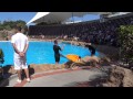 Dolphin Show - Loro Parque Tenerife [4K]
