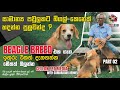 Beagle Story - සාමාන්‍ය පවුලකට බීග(ර්)ල් කෙනෙක් - Beagle Dog Sinhala - 𝗖𝗲𝘆𝗹𝗼𝗻 𝗣𝗲𝘁 𝗠𝗲𝗱𝗶𝗮 - Part 02