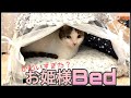 猫にお姫様ドーム型ベッド♪【三毛猫】