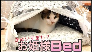 猫にお姫様ドーム型ベッド♪【三毛猫】