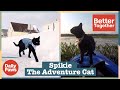 Spikie is the Perfect Outdoor Walk &amp; Travel Companion 🐈‍⬛ | Better Together | Daily Paws