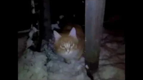 Video 4617831: black white maine coon, ginger maine coon, cat snow