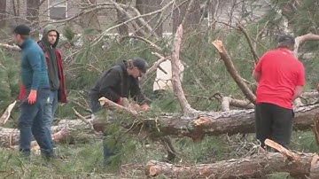 Fallen trees crash onto multiple mobile homes
