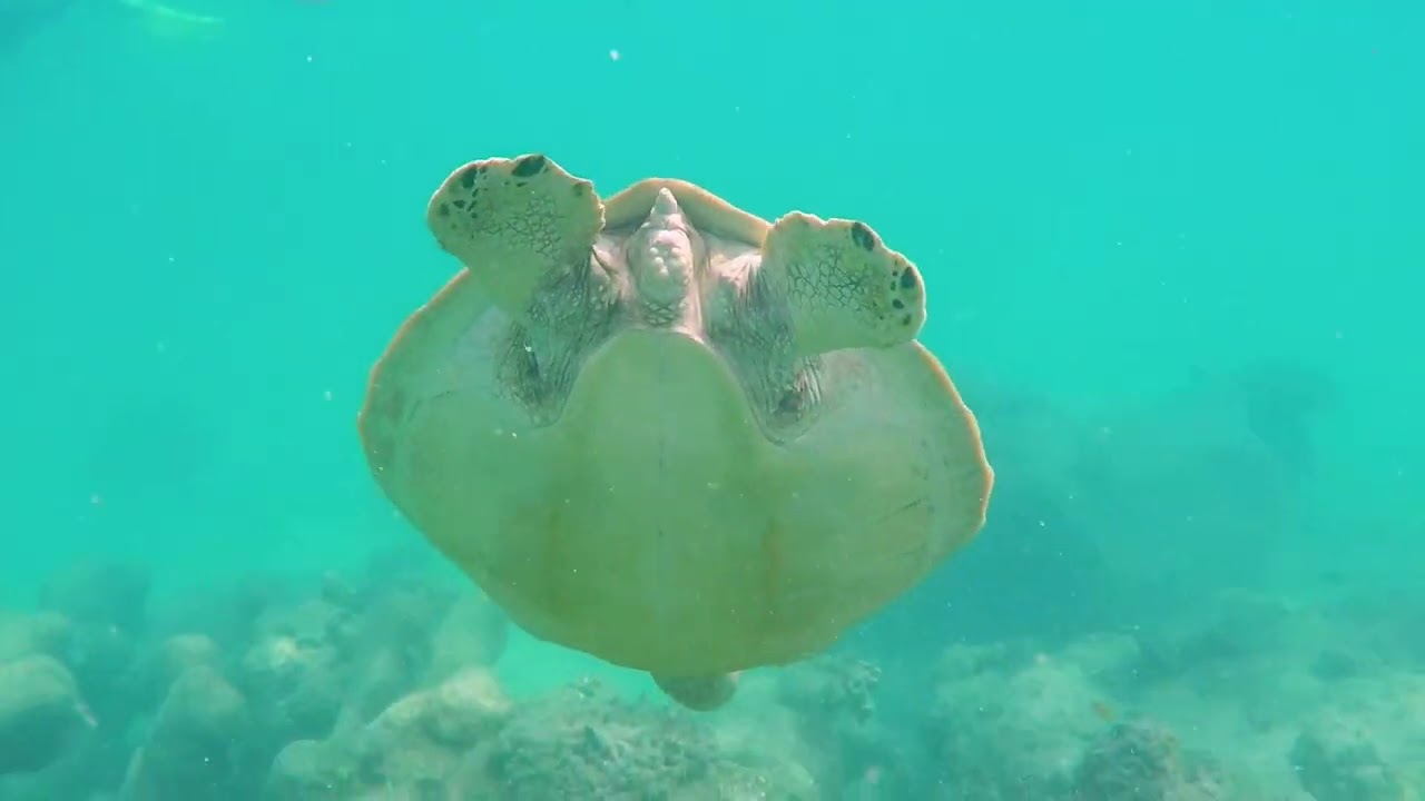Australia 2025-18: Snorkling on Green Island
