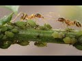 Solutie eficienta impotriva afidelor si a furnicilor din copaci