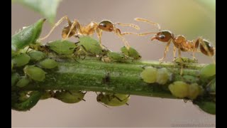 Solutie eficienta impotriva afidelor si a furnicilor din copaci