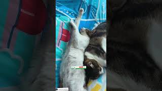 Funny video of Aon and Abeng's sleeping style😂#viral #funny #shortvideo #viralvideo #shorts #cat