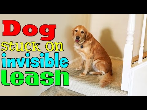 Dog Mannequin Challenge Stuck on Invisible Leash!
