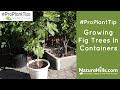 Growing Fig Trees in Containers | NatureHills.com