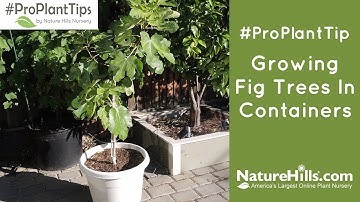 Growing Fig Trees in Containers | NatureHills.com
