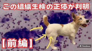 【異変】早急に手術する事になりました！