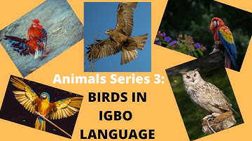 Animal Series 3- Learn the different types of Birds in Igbo Language