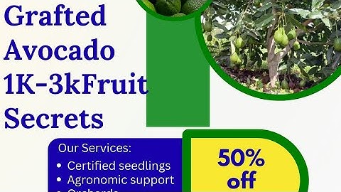 🌳🥑 Secrets of Pollination in Grafted Avocado Orchards | How to Get 1,000–3,000 Fruits Per Tree