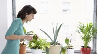 HOW TO  CARE  OF INDOOR PLANTS