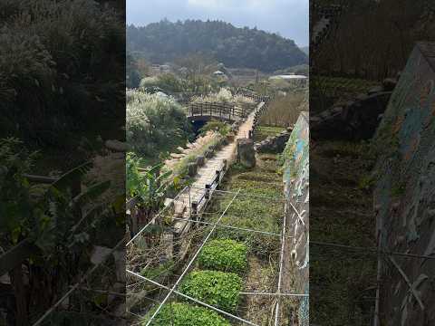 難得清閒的竹子湖