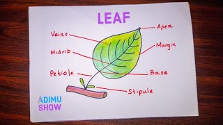 Parts of a leaf  | step by step drawing