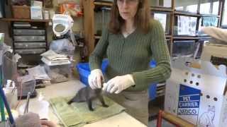 Baby fox kits at Pocono Wildlife Rehabilitation Center