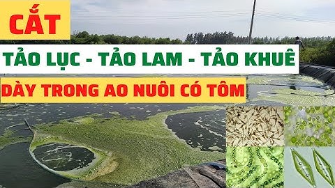 PHƯƠNG PHÁP CẮT TẢO LAM, TẢO LỤC, TẢO KHUÊ DÀY TRONG AO TÔM | Ngô Quốc Khánh