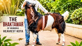 BHAKTAWAR 👑 Heaviest Kota of RAUT BROTHERS MUMBRA 