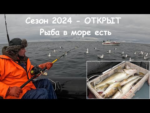 Видео: Сезон "Морской рыбалки 2024" в Баренцевом море - ОТКРЫТ УСПЕШНО / SEA FISHING 2024