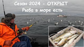 Сезон &quot;Морской рыбалки 2024&quot; в Баренцевом море - ОТКРЫТ УСПЕШНО / SEA FISHING 2024