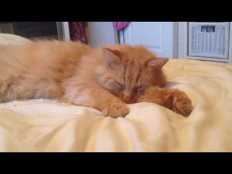 asthma medication cats