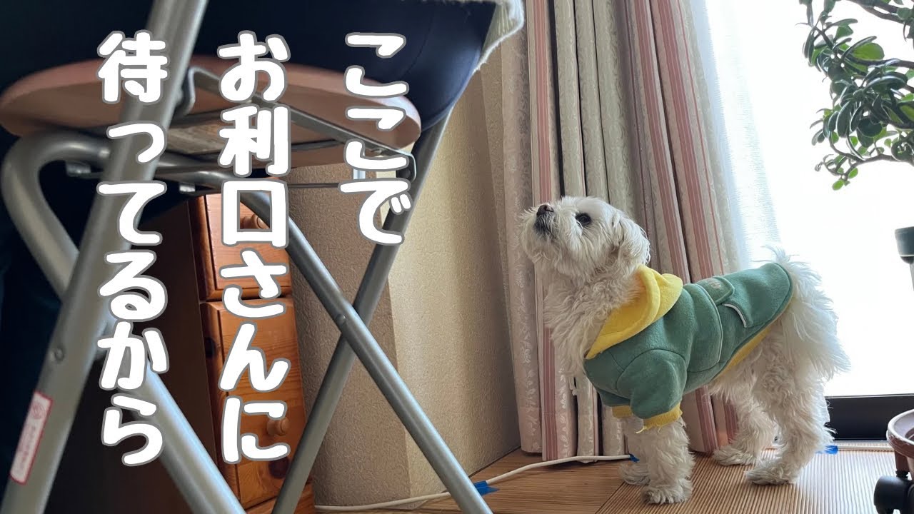 散歩の準備に時間がかかるお母さん。しびれをきらした愛犬のとった行動は？
