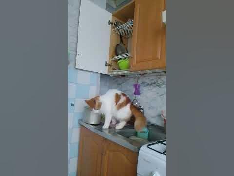 когда ты нагла рыжая морда! - YouTube