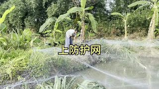 刚放的鱼都被他们吃完了，还是上个护网吧