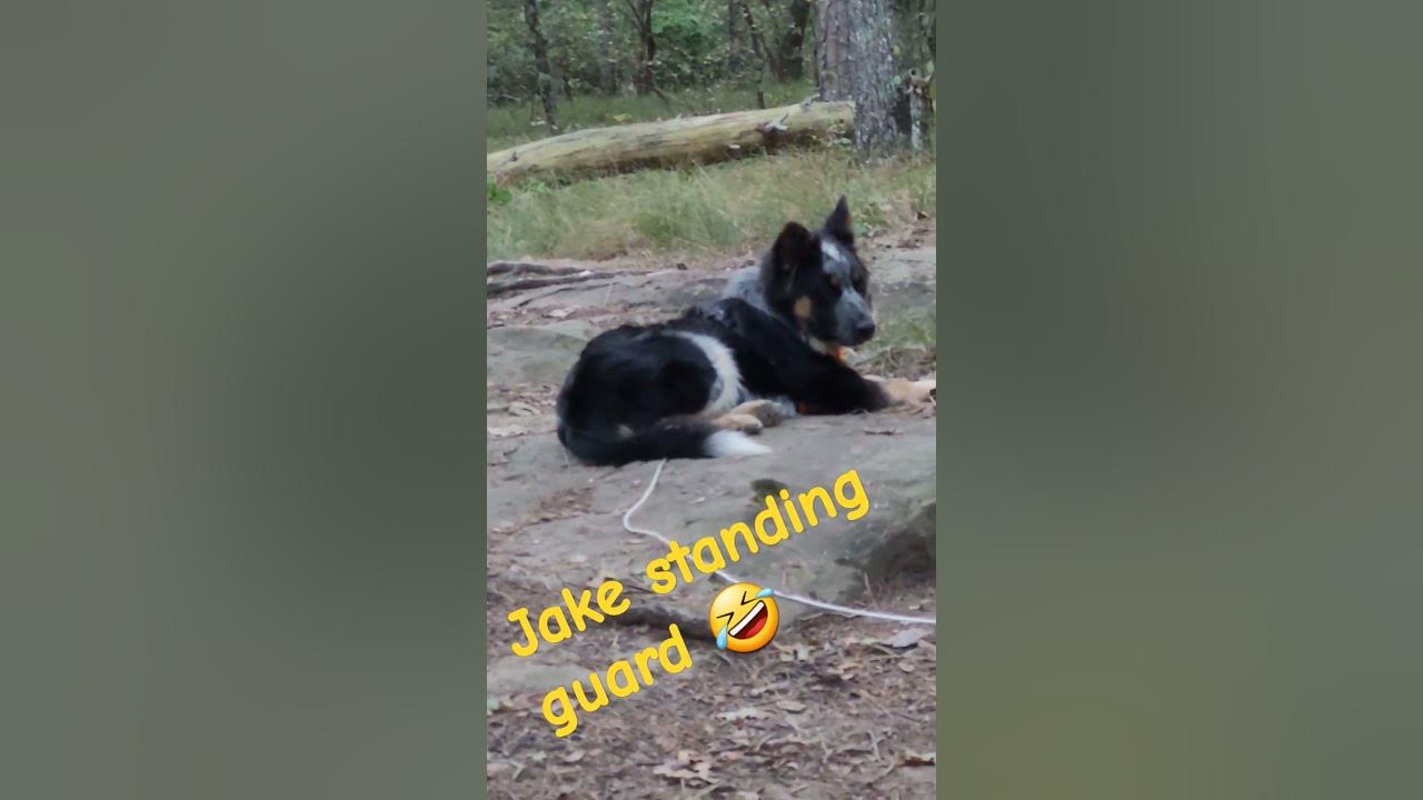 Jake standing Guard 🤣 "Funny Song"- Cavendish Music